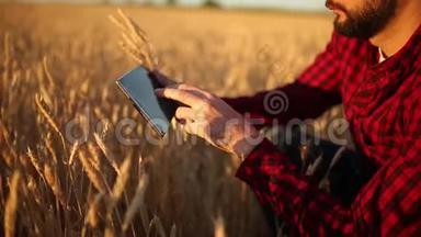 在农业中使用现代技术的智能农业。 农民用手触摸数字平板电脑显示器